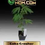 Cake Crasher Clones - ACC