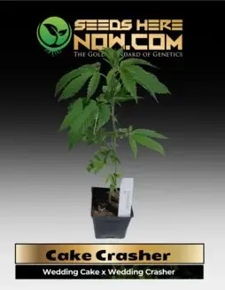 Cake Crasher Clones in soil pot, indica(space)dominant hybrid with vanilla, citrus, berry, earthy aromas