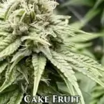 Cake Fruit (Feminized) - Cannarado Genetics