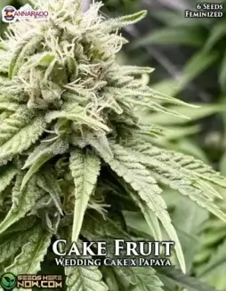 Cake Fruit Feminized Seeds (space) Hybrid strain with vanilla and tropical fruit flavors