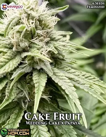 Cake Fruit Feminized Seeds - Hybrid strain with vanilla and tropical fruit flavors