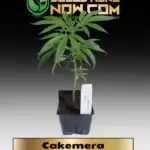 Cakemera Clones - ACC