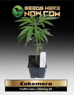 Cakemera Clones featuring Truffle Cake x Chimera #3 genetics