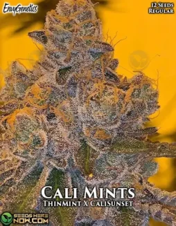 Cali Mints Regular Cannabis Seeds (space) Thin Mint Cookies x Cali Sunset Hybrid