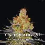Cali Orange S1 (Feminized) - CSI Humboldt