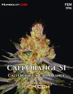 Cali Orange S1 Cannabis Seeds (space) Sativa Dominant Strain with Citrus Aroma
