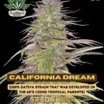 California Dream (Feminized) - Flashback Seeds