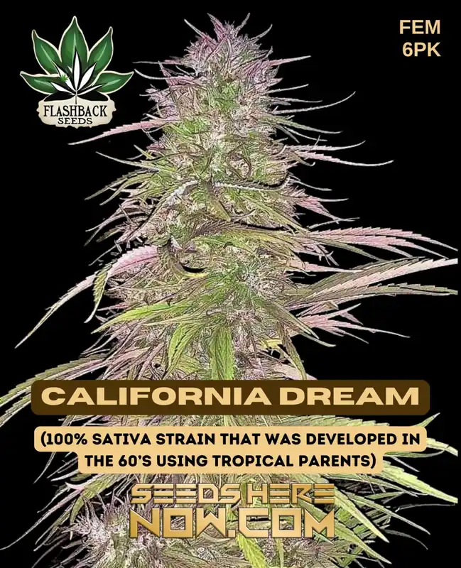 California Dream Feminized Cannabis Seeds by Flashback Seeds