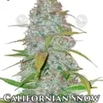 Californian Snow (Autoflower) - Fast Buds