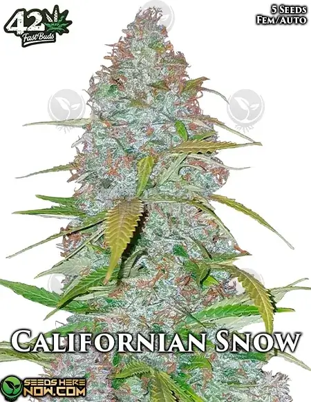 Californian Snow Auto Autoflower Seeds - High THC Indica Dominant Strain