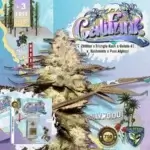 Califunk 710 Bonus Pack (Feminized) - T.H. Seeds