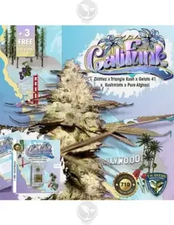 Califunk 710 Bonus Pack (space) Feminized Cannabis Seeds by T.H. Seeds featuring Triangle Kush and Zkittlez