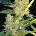 Callandor (Feminized) - Katsu Seeds