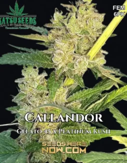 Pack of Callandor Feminized Seeds by Katsu Seeds featuring Gelato #45 and Platinum Kush genetics