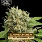 Camarosa (Regular) - Crockett Family Farms