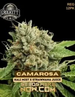 Camarosa cannabis seeds by Crockett Family Farms, featuring Kali Mist x Strawnana Juice lineage and 20(space)25% THC.