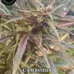 Cambodia (Regular) - Indian Landrace Exchange