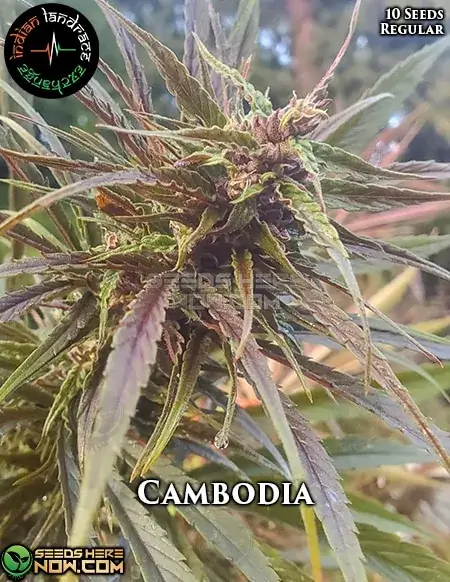 Image of Cambodia Regular Cannabis Seeds by Indian Landrace Exchange showing vibrant buds