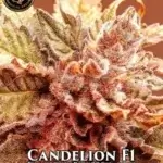 Candelion (Regular) - Prana Medical Seeds