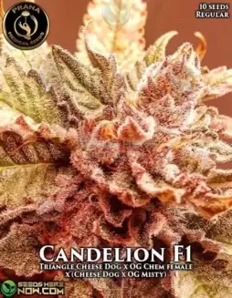 Candelion cannabis seeds by Prana Medical Seeds, a hybrid strain with Triangle Cheese Dog and OG Chem lineage