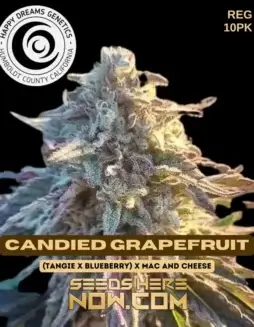 Candied Grapefruit Regular Seeds (space) Tangie, Blueberry, MAC and Cheese