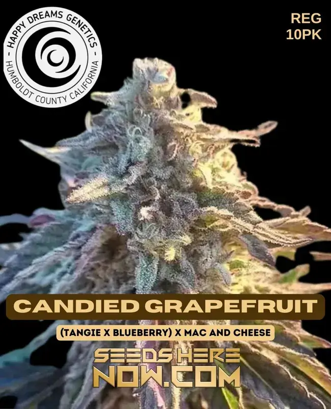 Candied Grapefruit Regular Seeds - Tangie, Blueberry, MAC and Cheese