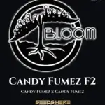 Candy Fumez F2 (Regular) - Bloom Seed Co.