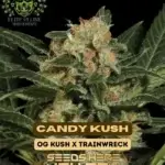 Candy Kush S1 (Feminized) - Elite Clone Seed Company
