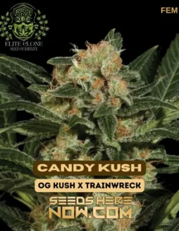 Candy Kush S1 Cannabis Seeds (space) Indica(space)dominant Hybrid with Sweet Candy Aroma