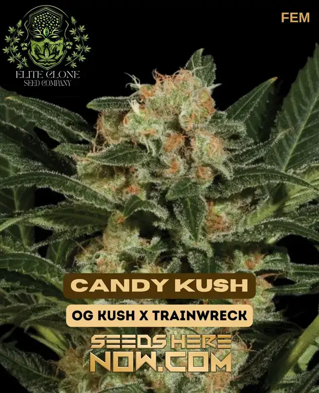 Candy Kush S1 Cannabis Seeds - Indica-dominant Hybrid with Sweet Candy Aroma