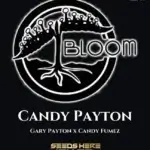 Candy Payton (Regular) - Bloom Seed Co.