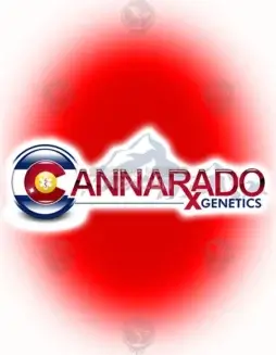 Candyclysm Feminized Seeds (space) a hybrid strain by Cannarado Genetics with sweet candy and citrus flavors