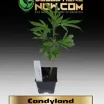 Candyland Clones - ACC
