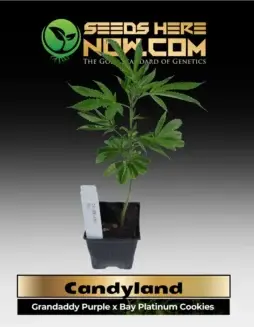 Vibrant Candyland clone in a 3.5(space)inch soil pot