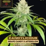 Candylicious (Feminized) - Irie Genetics