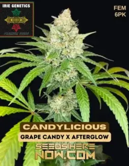 Candylicious Feminized Cannabis Seeds by Irie Genetics featuring Grape Candy and Afterglow lineage