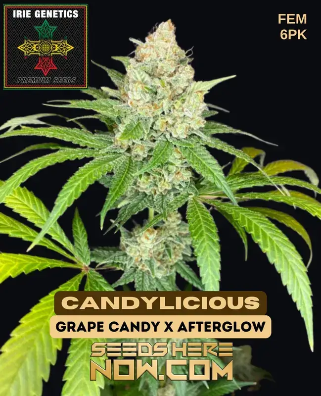 Candylicious Feminized Cannabis Seeds by Irie Genetics featuring Grape Candy and Afterglow lineage