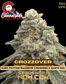 Cannarado Genetics Crozzover Cannabis Seeds (space) 10 Pack featuring Gary Payton, Rainbow Crushers, and Zawtz Bx1 Genetics