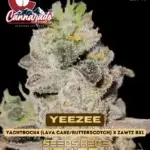 YeeZee (Regular) - Cannarado Genetics