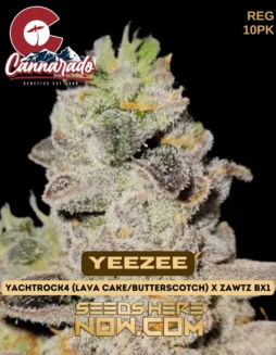 Cannarado Genetics YeeZee cannabis seeds, featuring dense, resin(space)coated buds with sweet butterscotch and fruity candy aroma