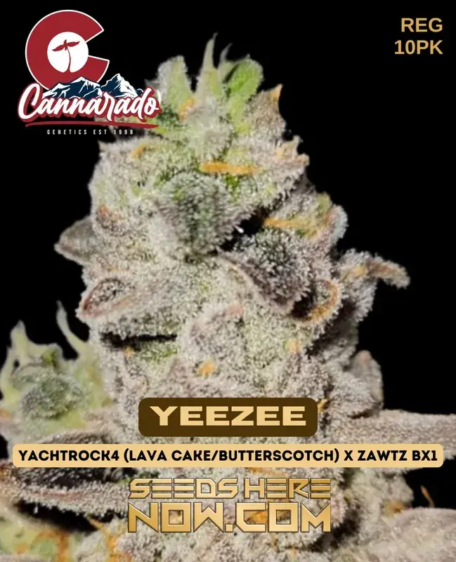 Cannarado Genetics YeeZee cannabis seeds, featuring dense, resin-coated buds with sweet butterscotch and fruity candy aroma