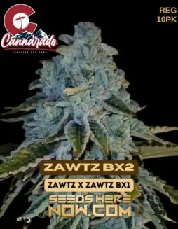 Cannarado Genetics (space) Zawtz Bx2 {REG} [10pk]Pack of 10 Cannarado Genetics Zawtz Bx2 regular cannabis seeds