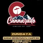 Zundaya (Regular) - Cannarado Genetics