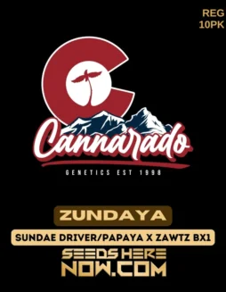 Cannarado Genetics Zundaya Cannabis Seeds (space) 10 Pack of Regular Seeds featuring Sundae Driver, Papaya, and Zawtz Bx1 genetics