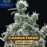 Cannatonic (Feminized) - Pure XX