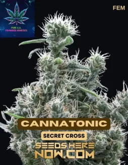 Cannatonic S1 Feminized Seeds (space) Citrus, Pine, Earthy Aromas