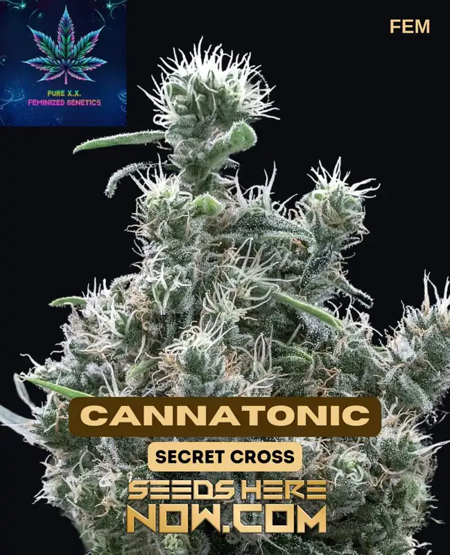 Cannatonic S1 Feminized Seeds - Citrus, Pine, Earthy Aromas