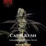 Cap ‘n Kush (Feminized) - Elev8 Seeds