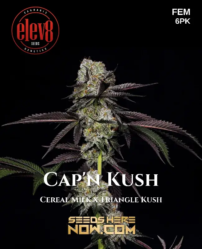 Cap ‘n Kush Feminized Seeds - Indica Dominant Hybrid