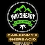 Capjunky x Sherbacio (Feminized) - Way2heady Selections